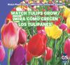 Watch_tulips_grow_____Mira_co__mo_crecen_los_tulipanes_